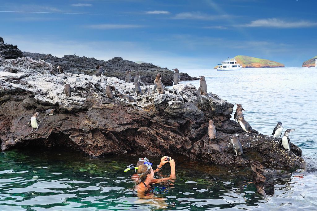 eau snorkeling pingouins